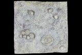 Plate With Blastoids & Unidentified Edrioasteroid - Illinois #68099-1